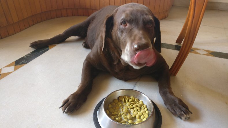 Dog loving his food