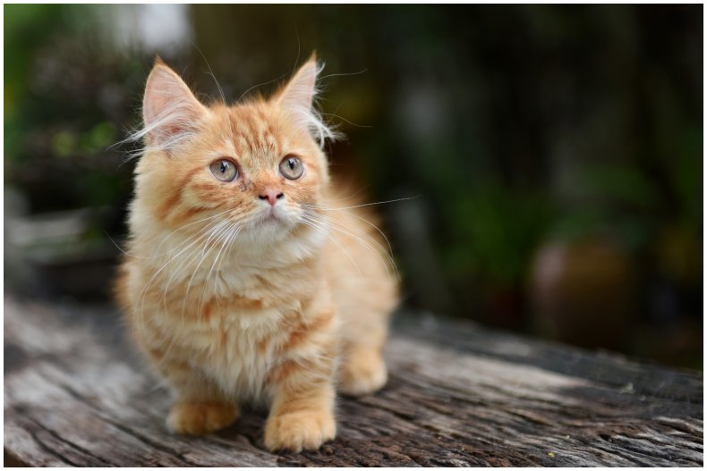 Stock image of munchkin cat