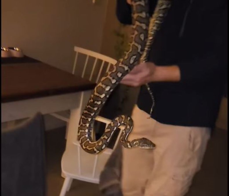 Carpet python