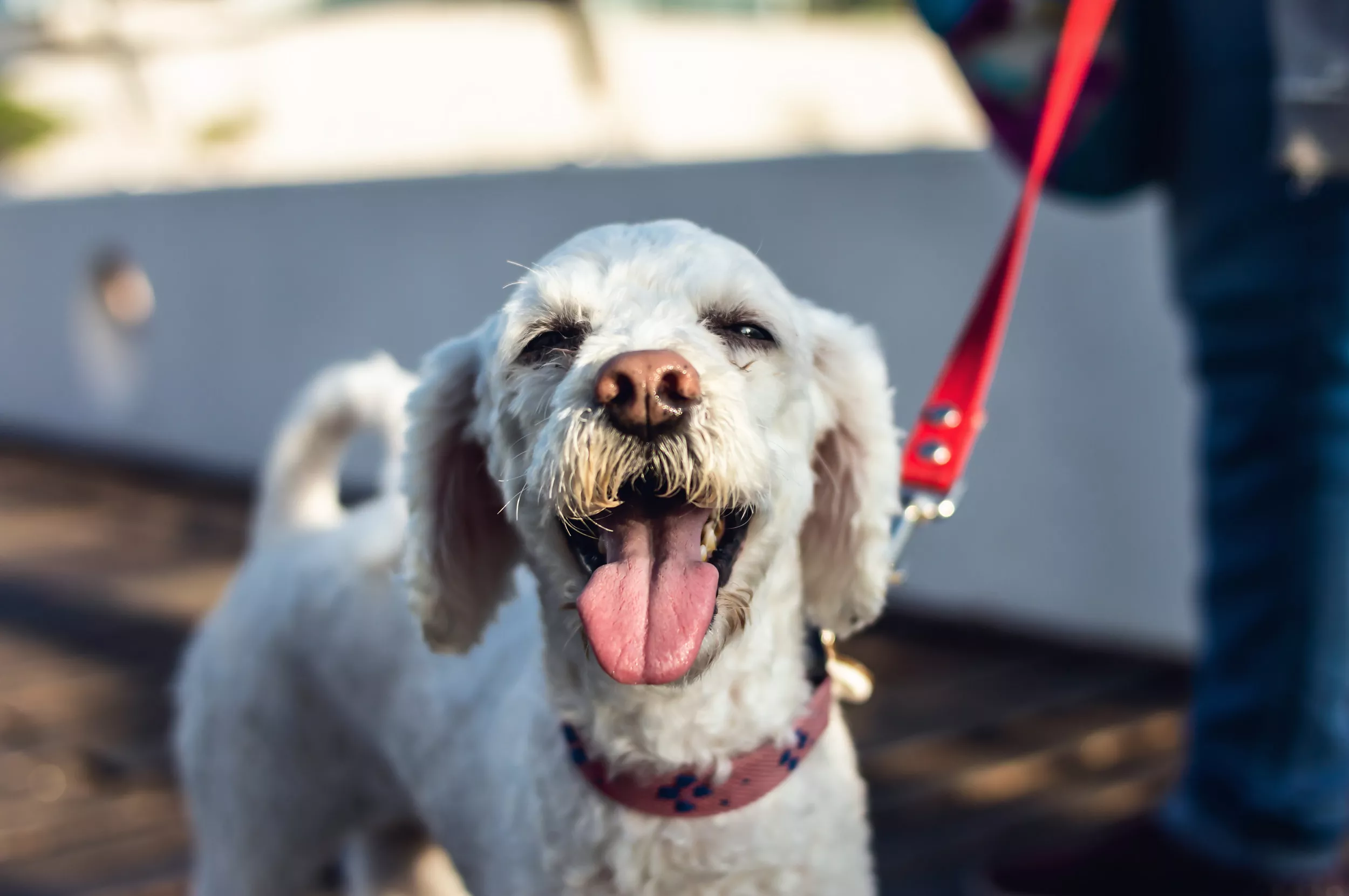 'My Hero': See Rescue Dog's Amazing Transformation After Being Hit by Car - Vimarsana News
