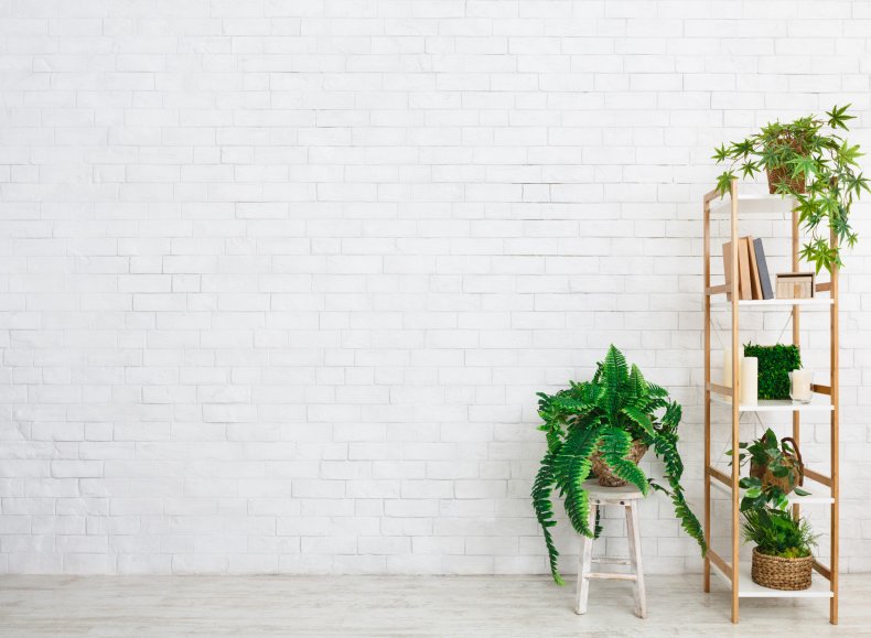 Plants on a stool and book shelf.