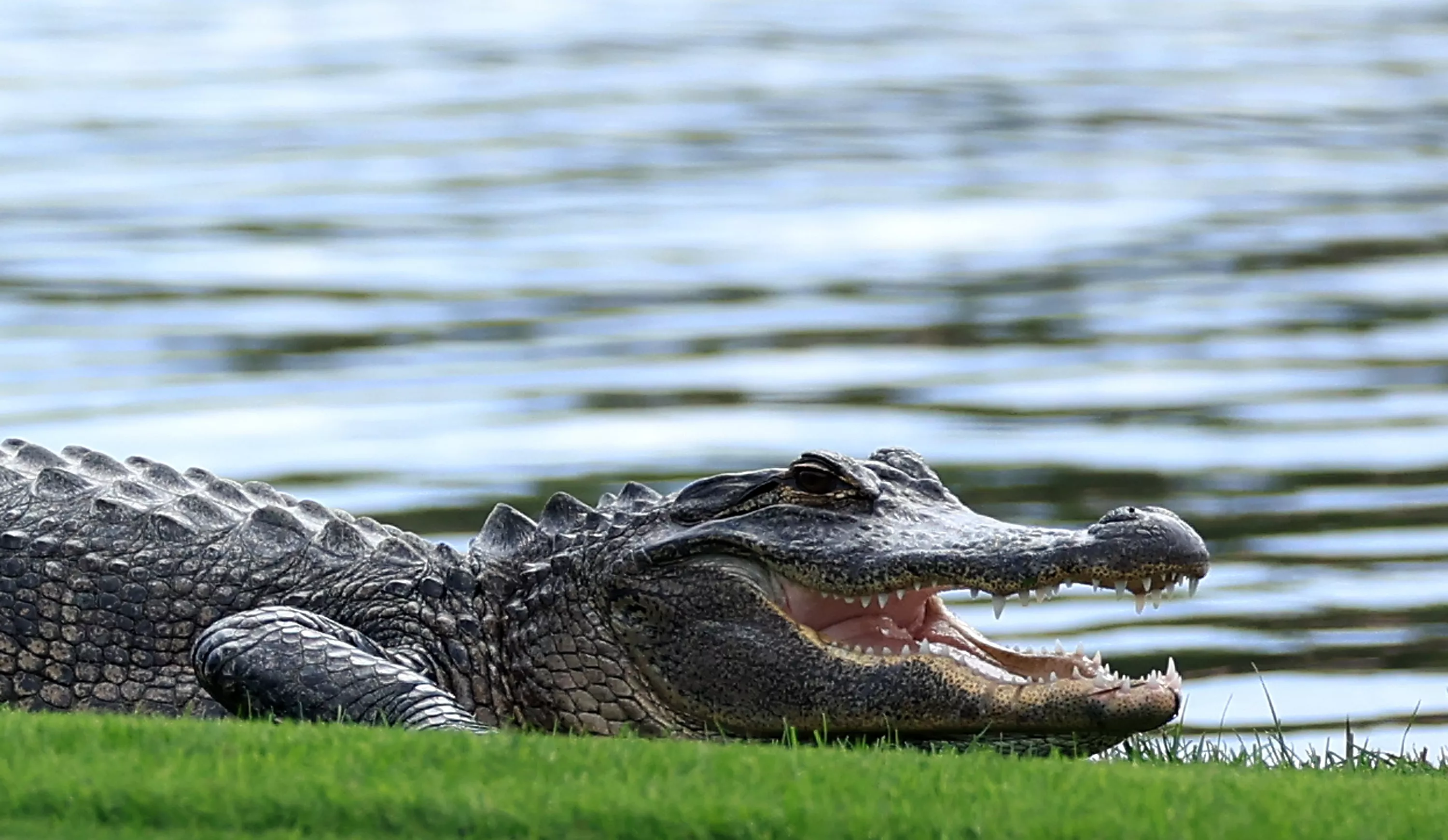 'See Ya Later Alligator': 11-Foot Gator Evicted From Newly Built Home - Vimarsana News