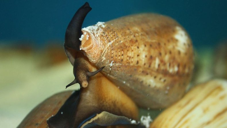 Cone snail