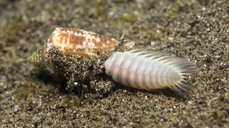 Jasper cone snail
