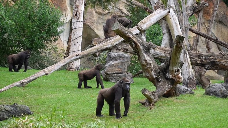 Mambie the gorilla