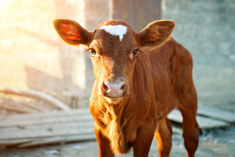 Calf