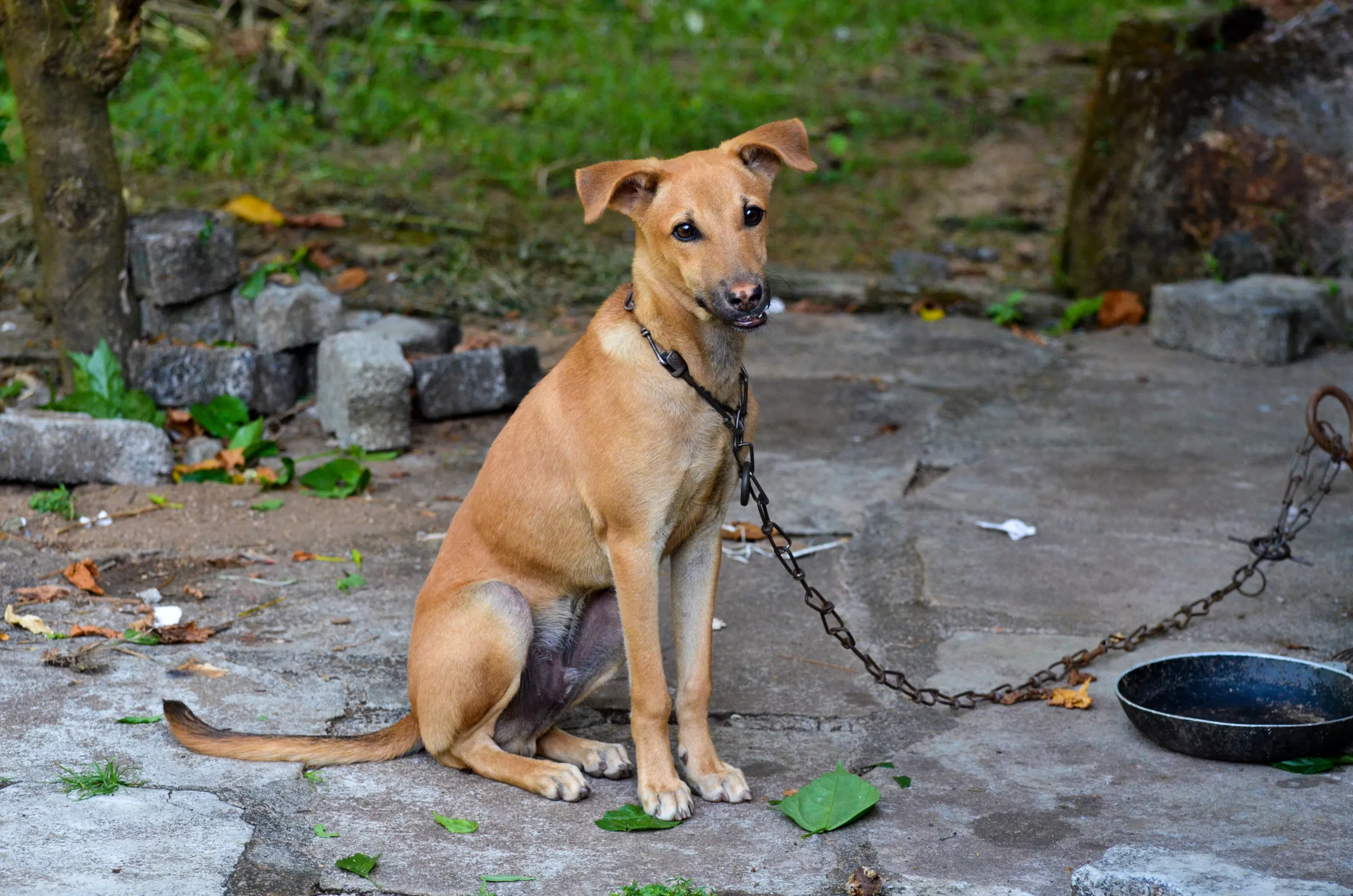 Internet Slams Women for Tying up Man's Dog Outside - Vimarsana News