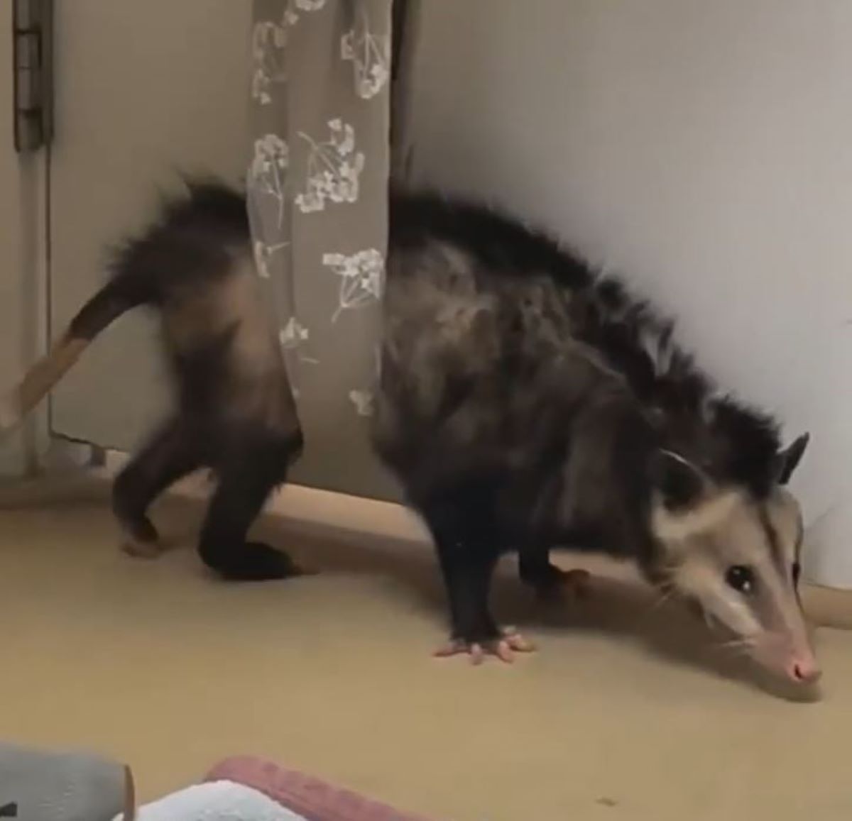 Can a Possum Survive a Dog Attack 