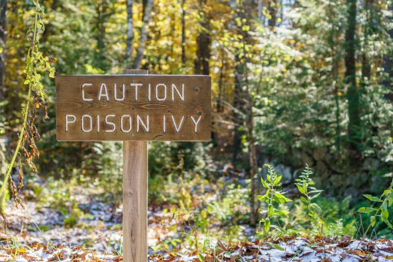 A poison ivy warning sign in forest.