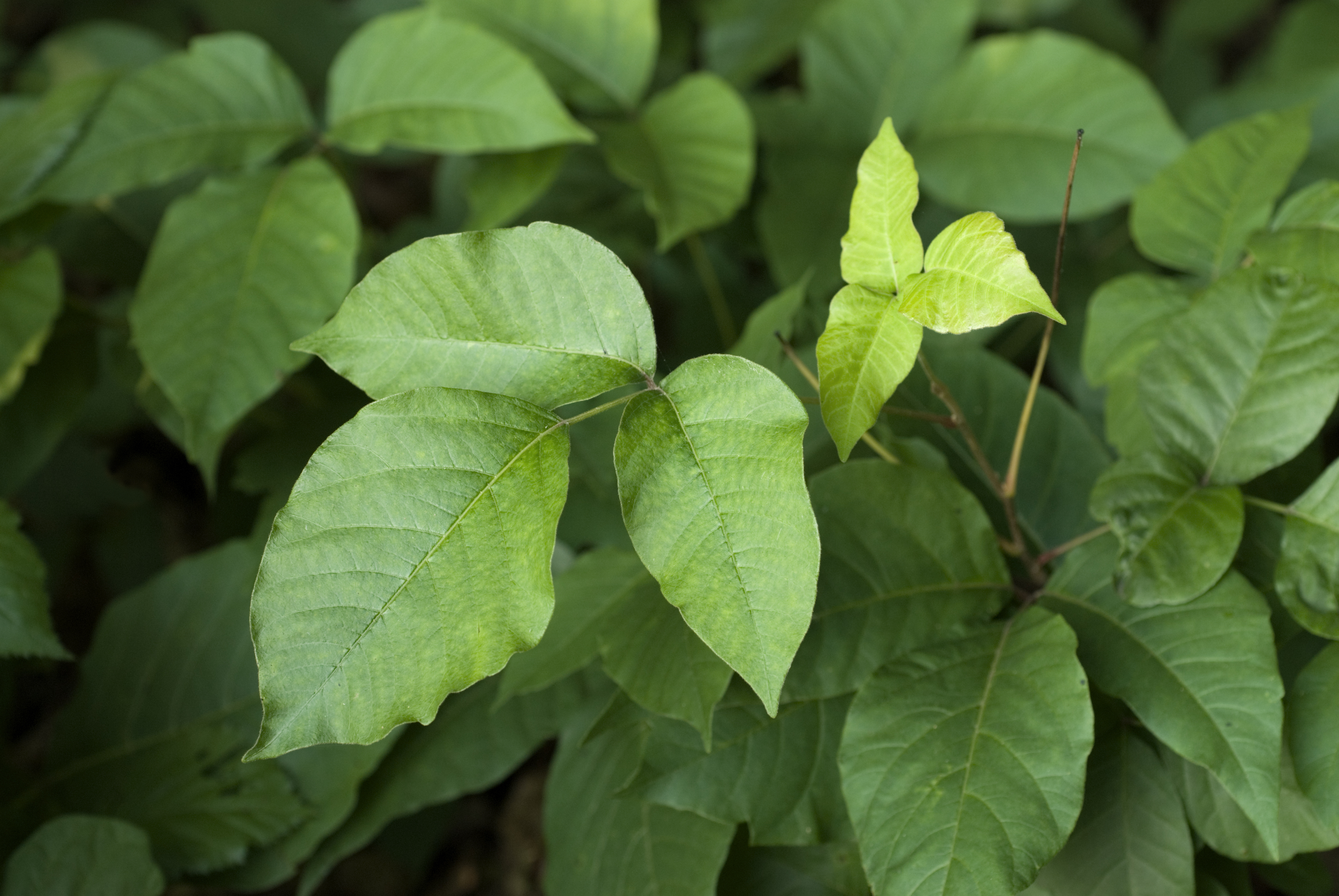 How to Identify Poison Ivy and How to Get Rid of the Plant Permanently