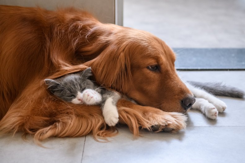 Dog and kitten