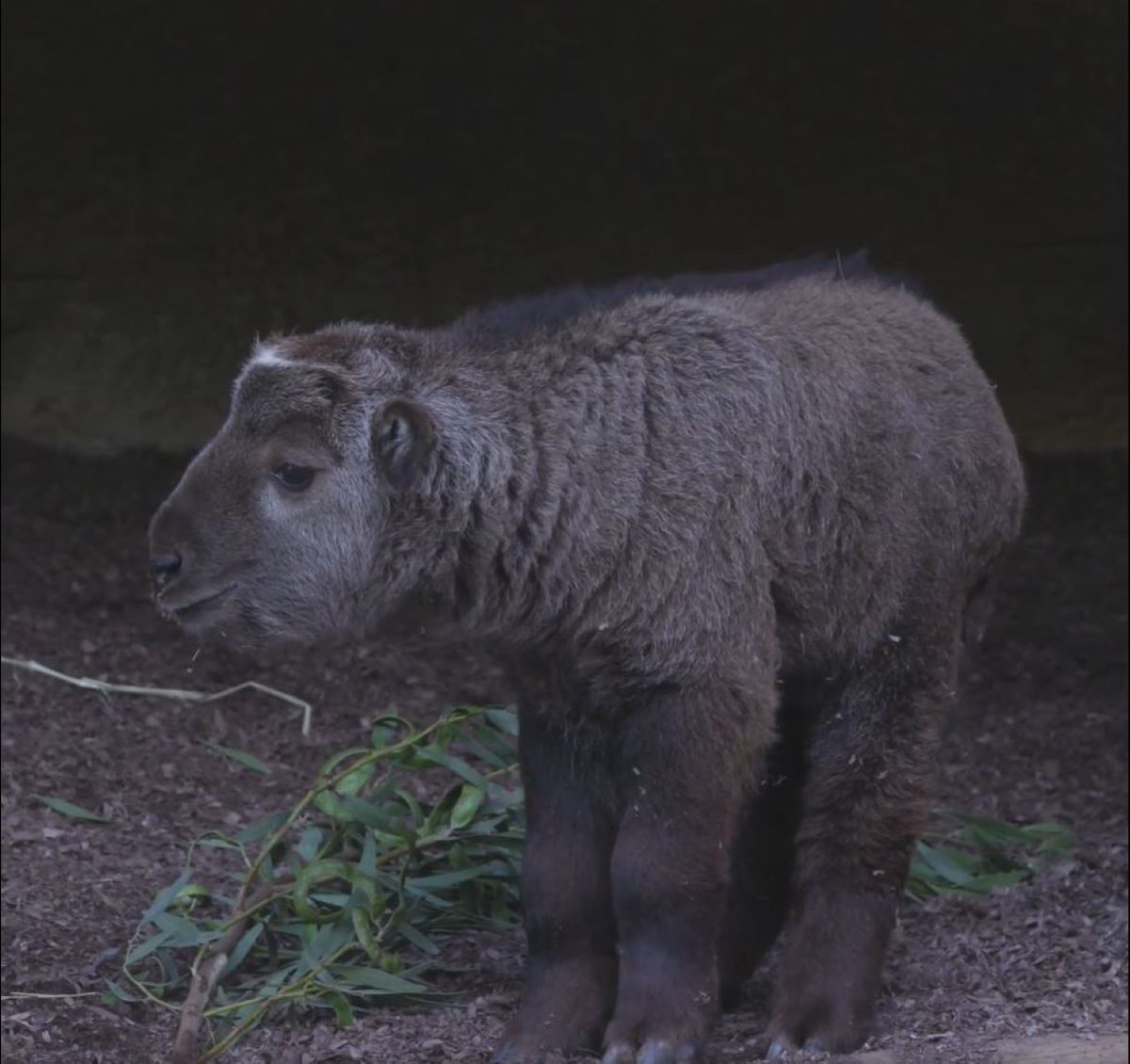 Adorable Video Shows Second Golden Takin Ever Born in Western Hemisphere