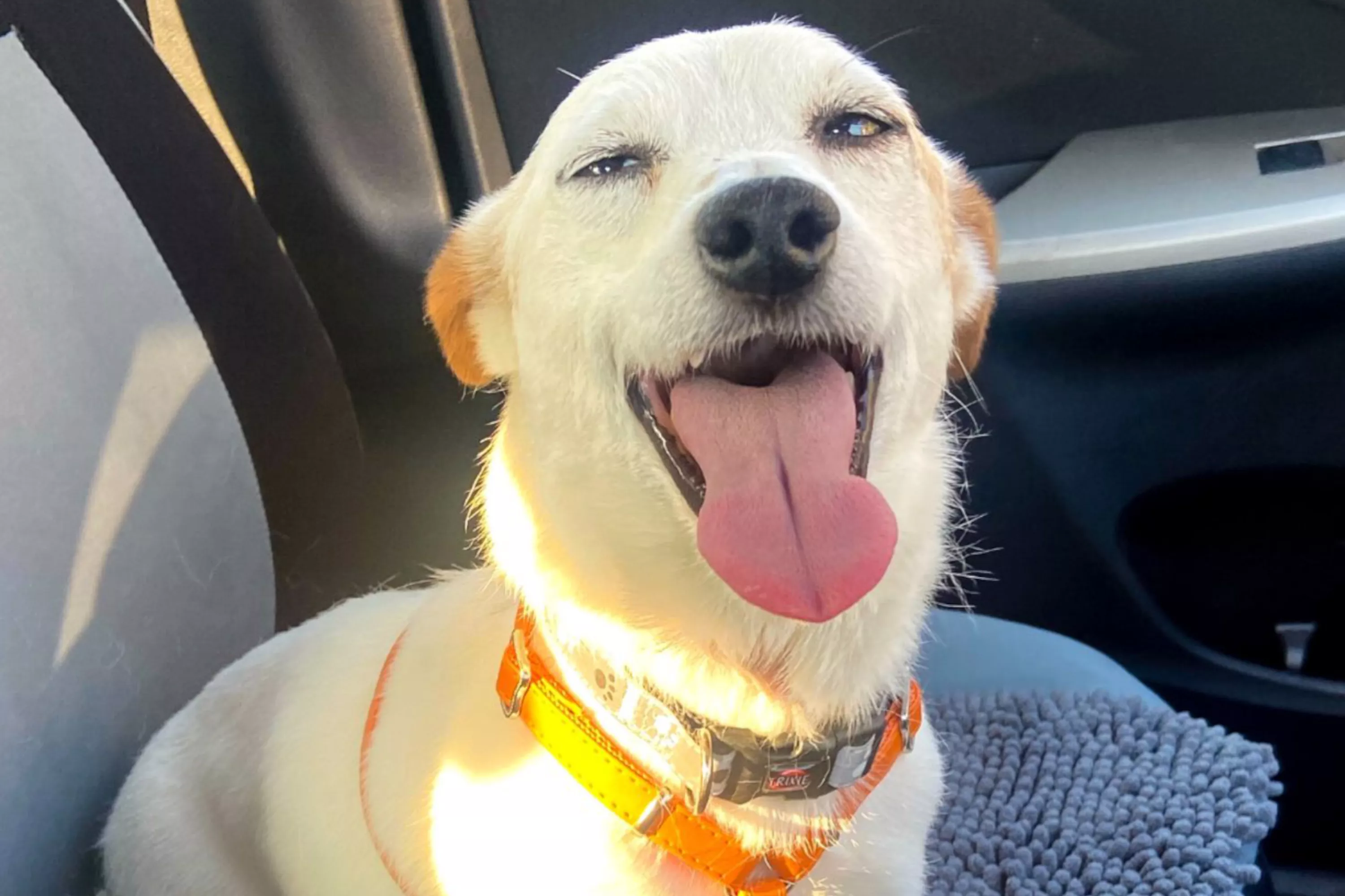 'Out of Sorts': Internet Laughs at Dog's Hilarious Photo After Vet's - Vimarsana News