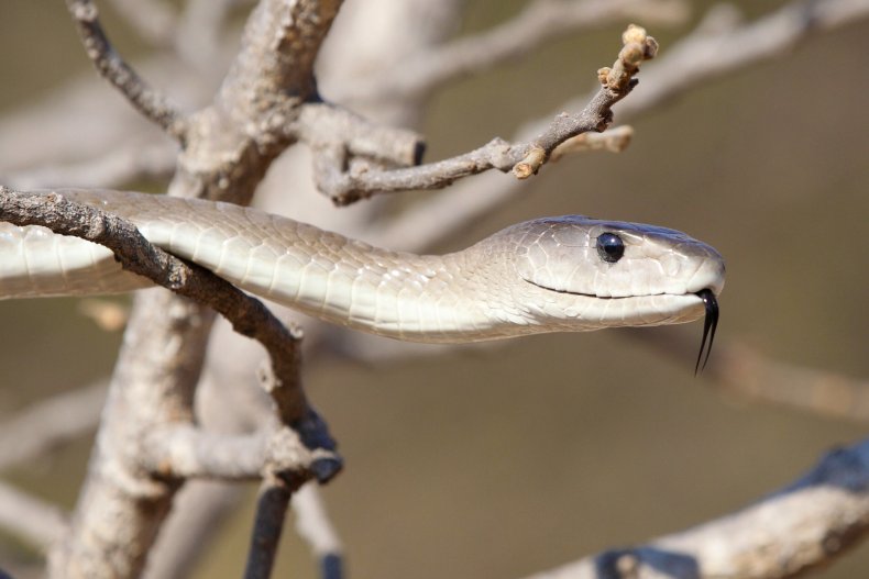 Black Mamba