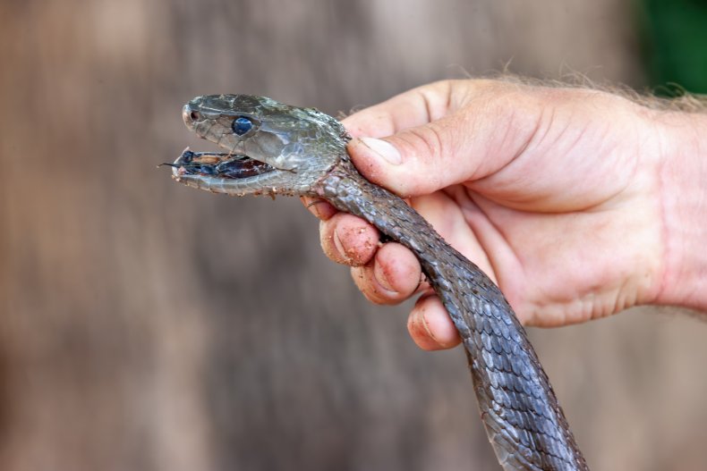 Black mamba