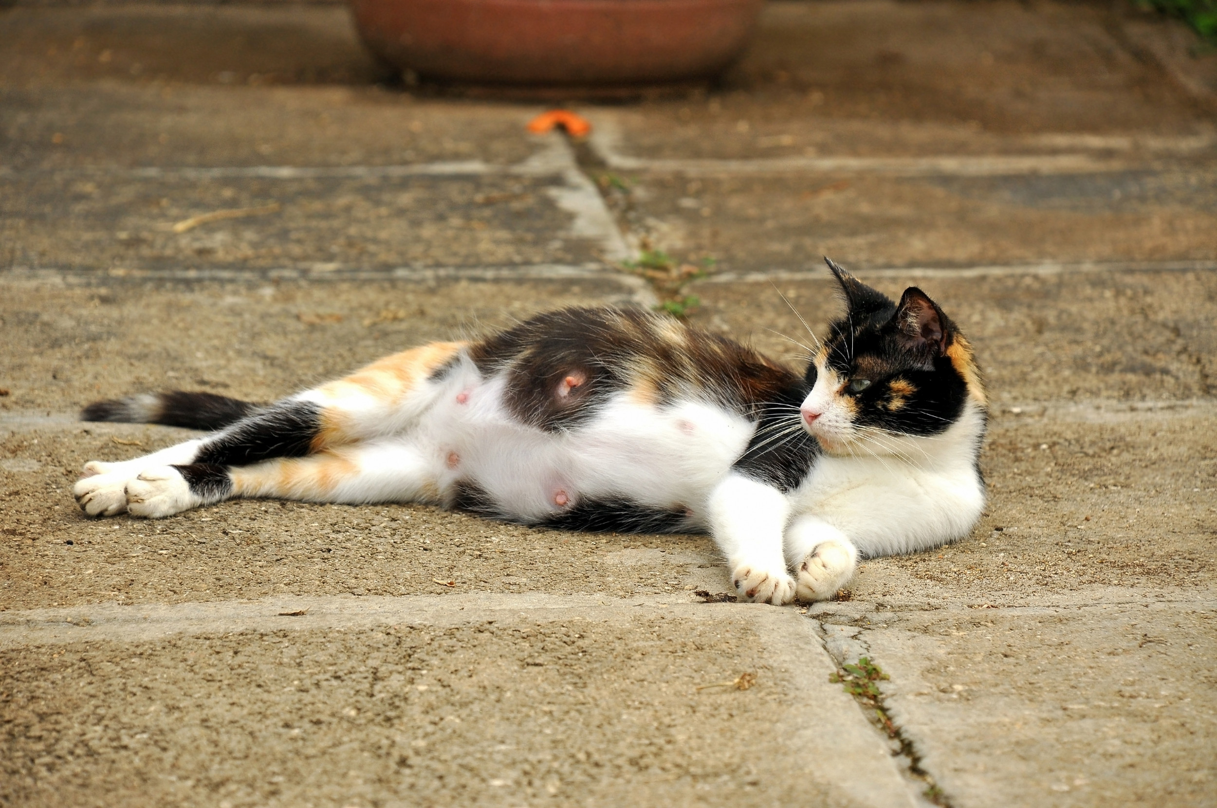 How To Make A Pregnant Stray Cat Comfortable