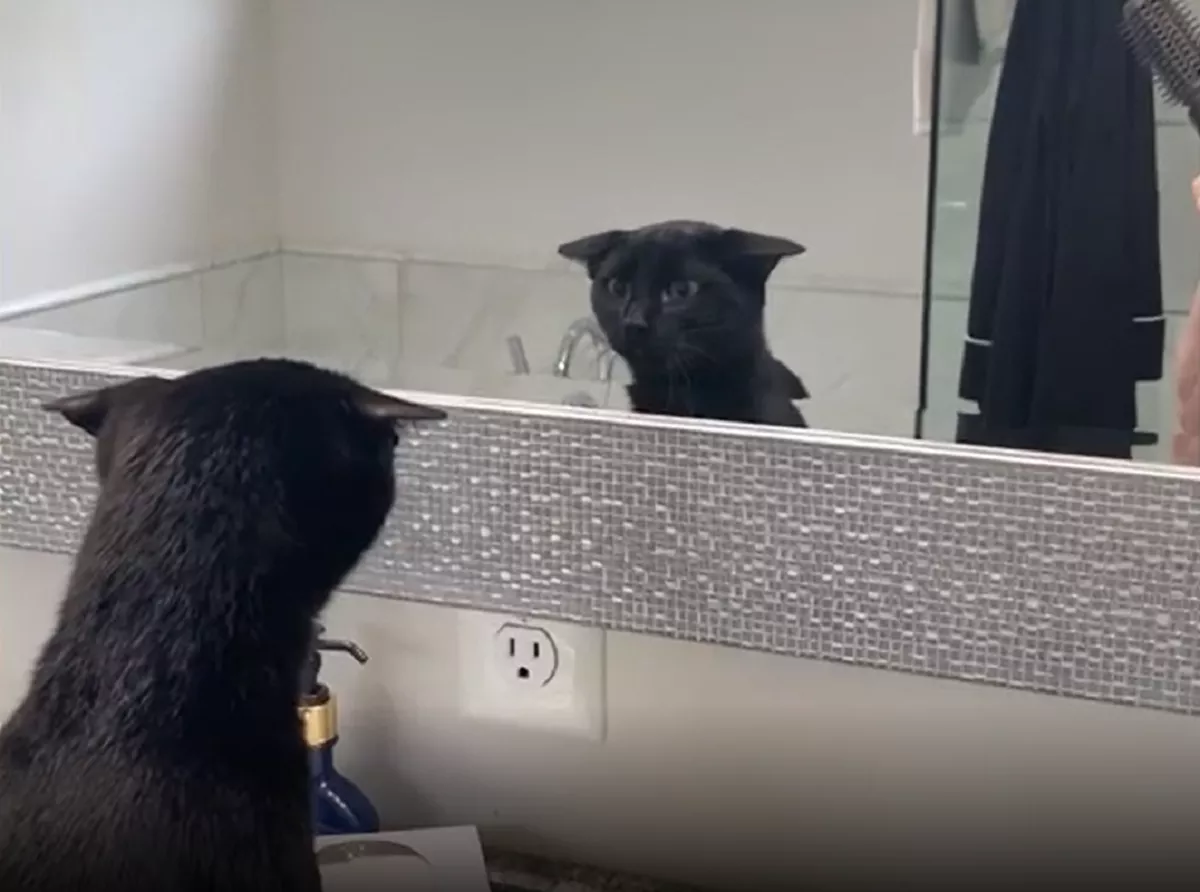 Becoming Self-Aware:' Internet in Shock As Cat Recognizes Own Reflection