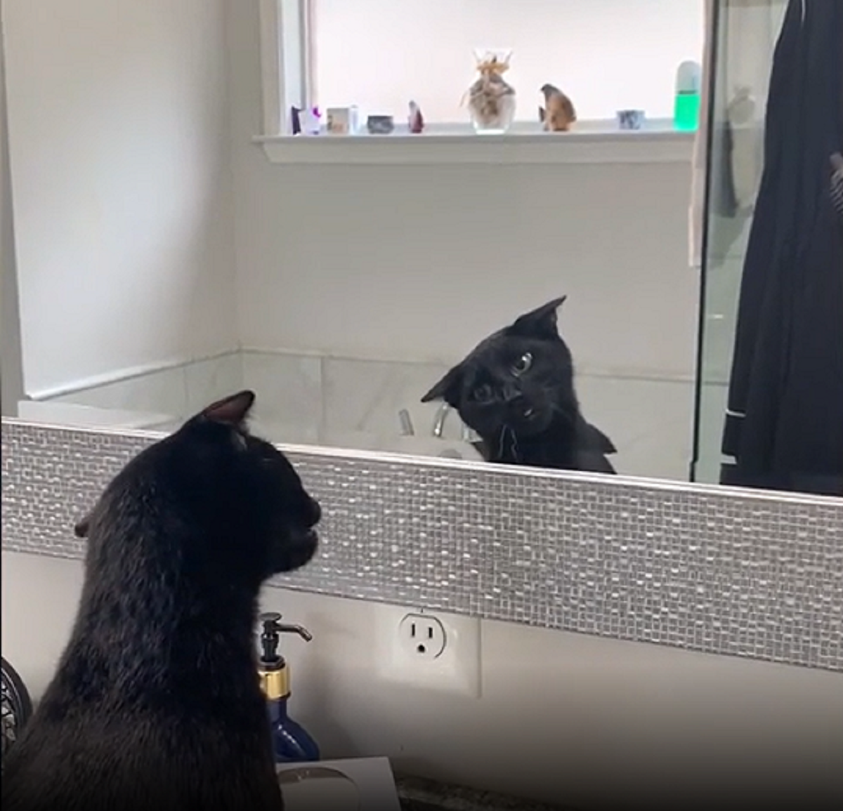 Does your cat recognise itself in the mirror?