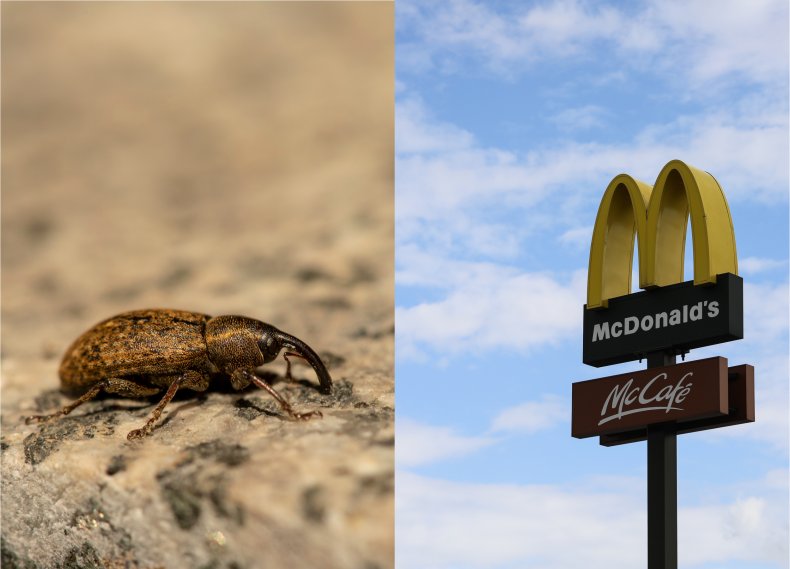 Weevil McDonald's