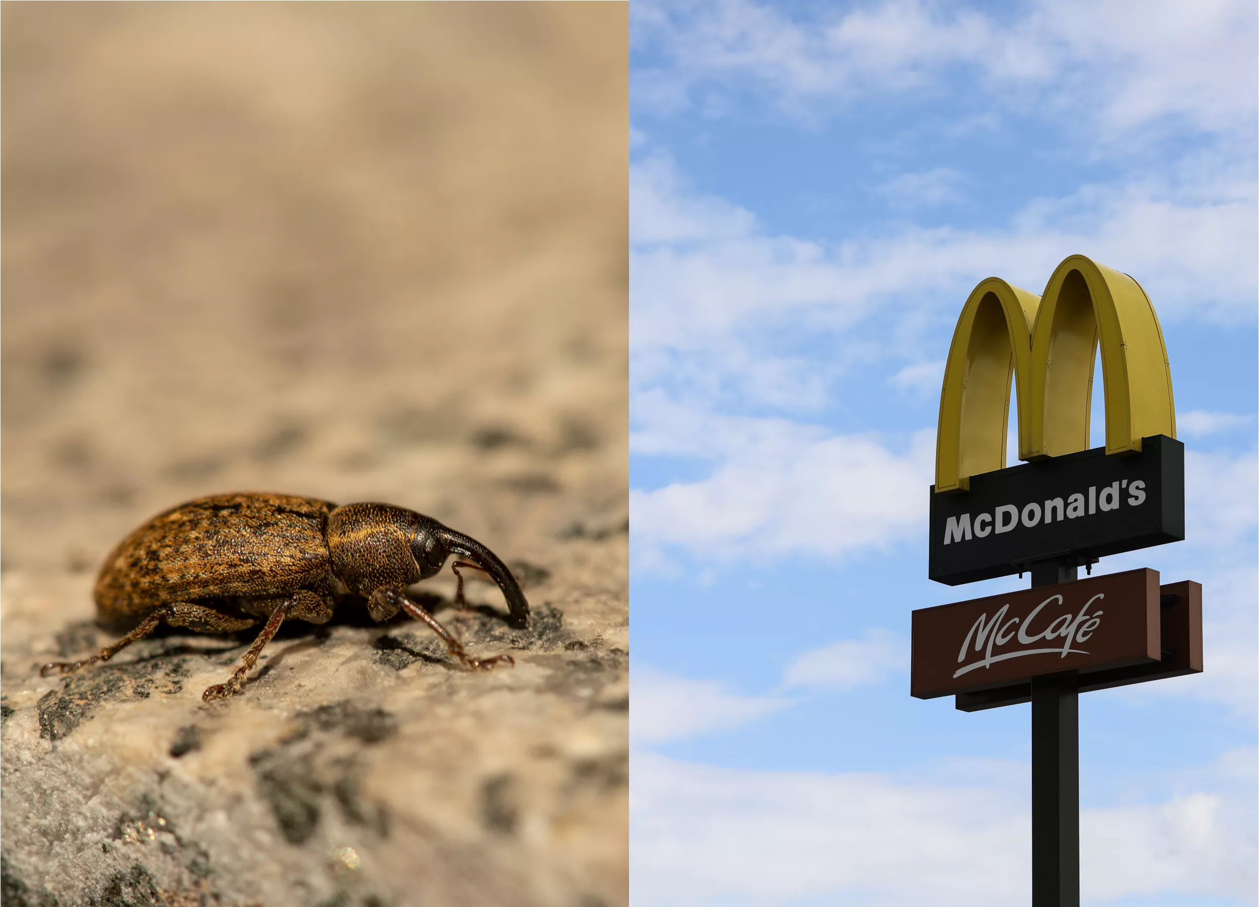 'Ronald McWeevil': Town's Statue in Front of McDonald's Terrifies Internet - Vimarsana News
