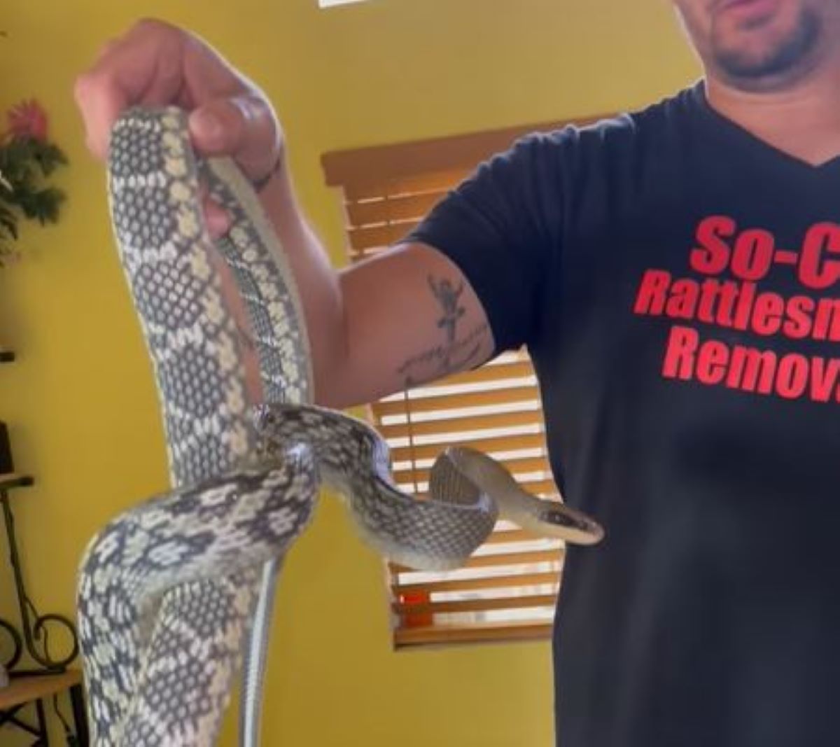 California Man Discovers Huge Rare Snake in His Couch