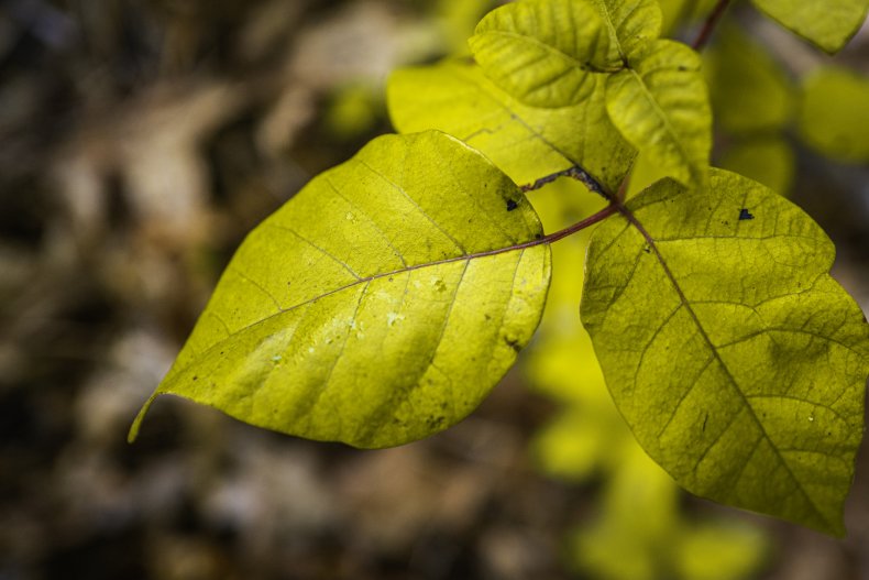 Yellow-colored poison ivy leaves. 