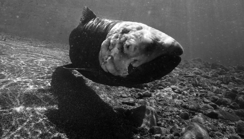 Zombie salmon