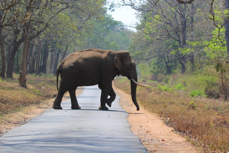 Elephant in road