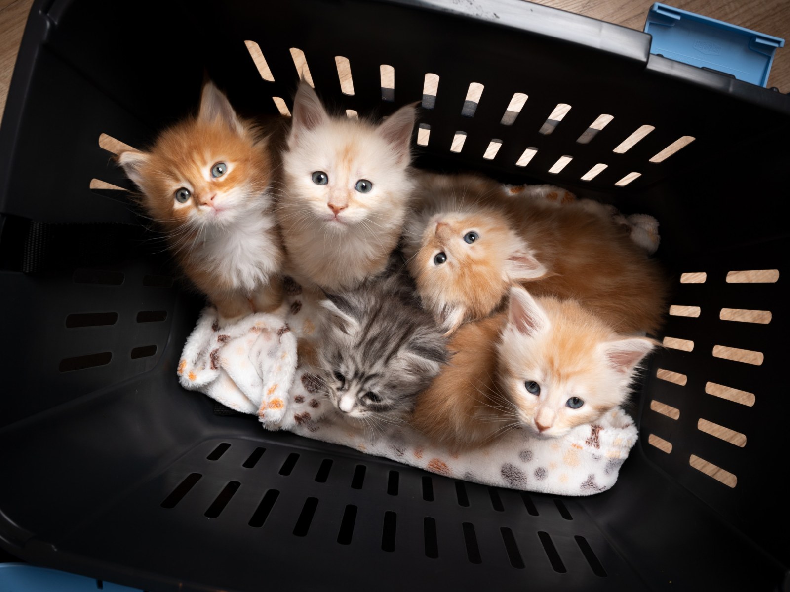 Heaven': Internet Obsesses Over Woman Fostering 30 Kittens