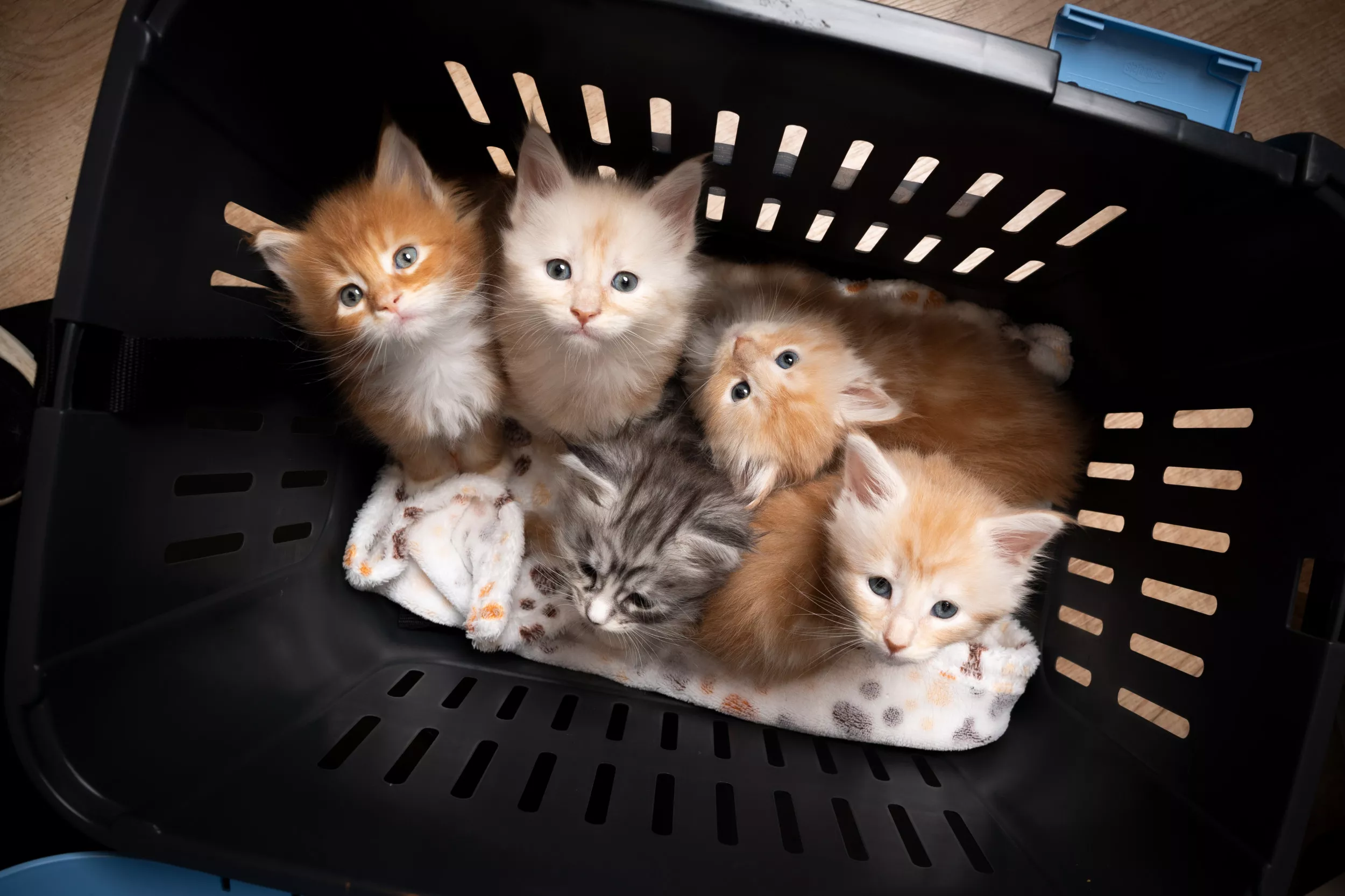 'Heaven': Internet Obsesses Over Woman Fostering 30 Kittens - Vimarsana News