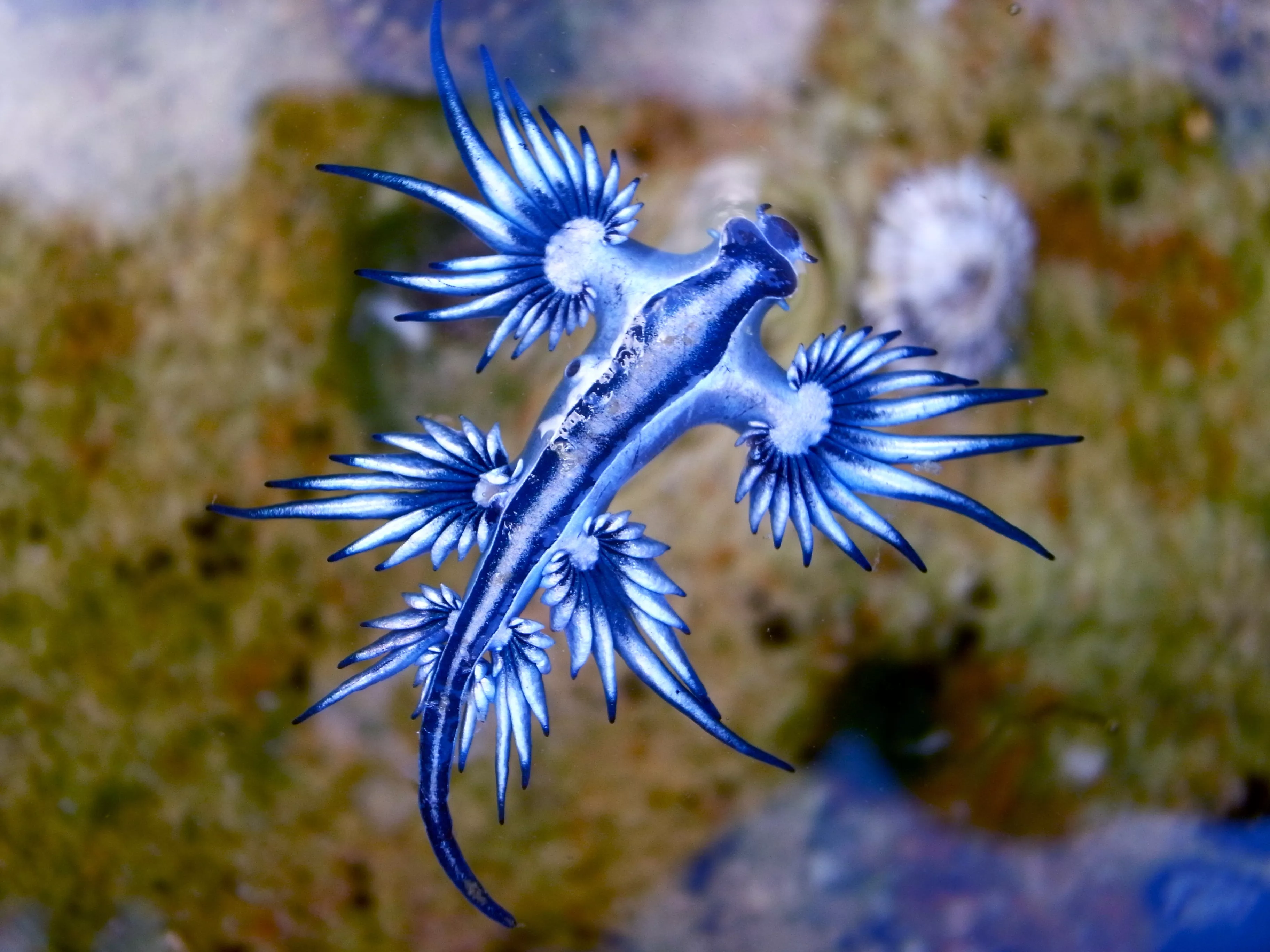 Rare Venomous 'Blue Dragon' Sea Slug Found on Texas Beach - Vimarsana News