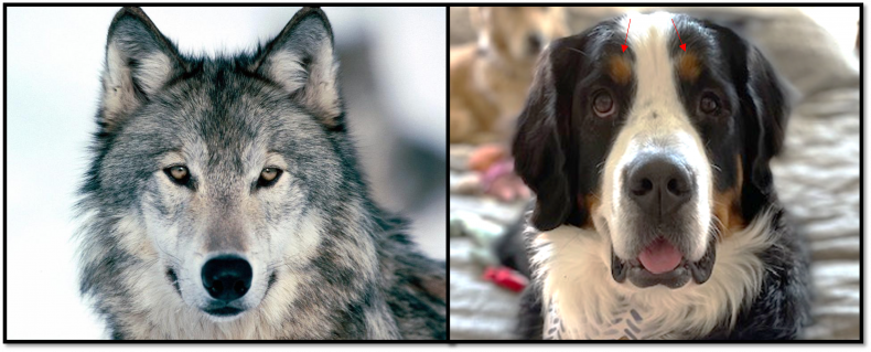 Dogs vs Wolves 