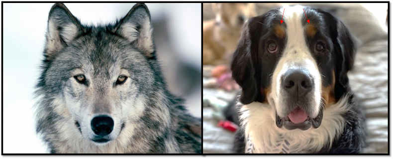 Dogs vs Wolves