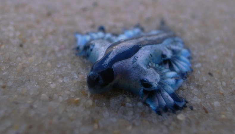 Glaucus atlanticus