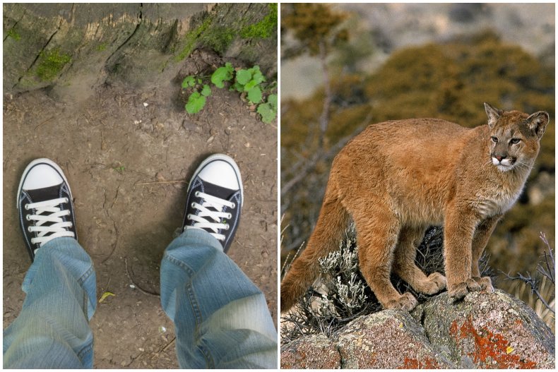 File photo of walker and cougar.