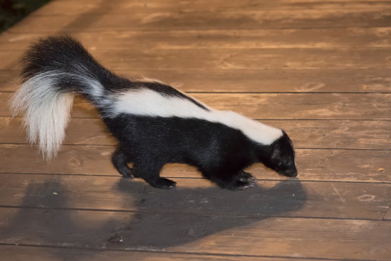 File photo of a skunk.
