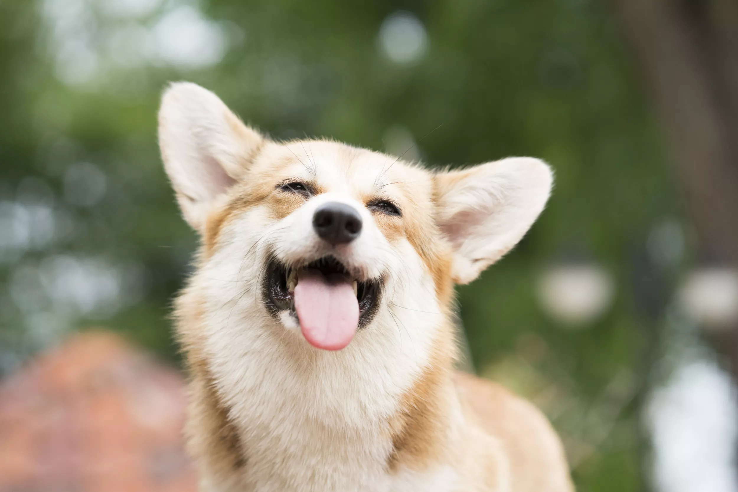 'Cuteness Overload': Train-Riding Corgi Delights the Internet - Vimarsana News