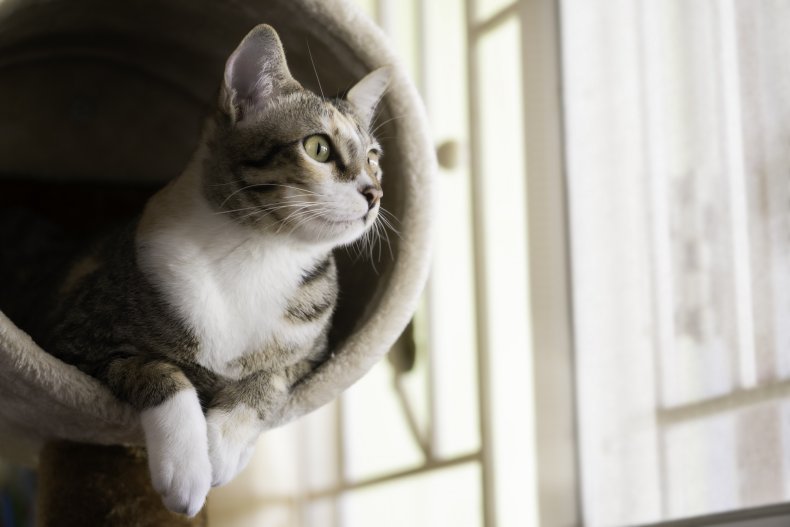 Cat in Cat Tower