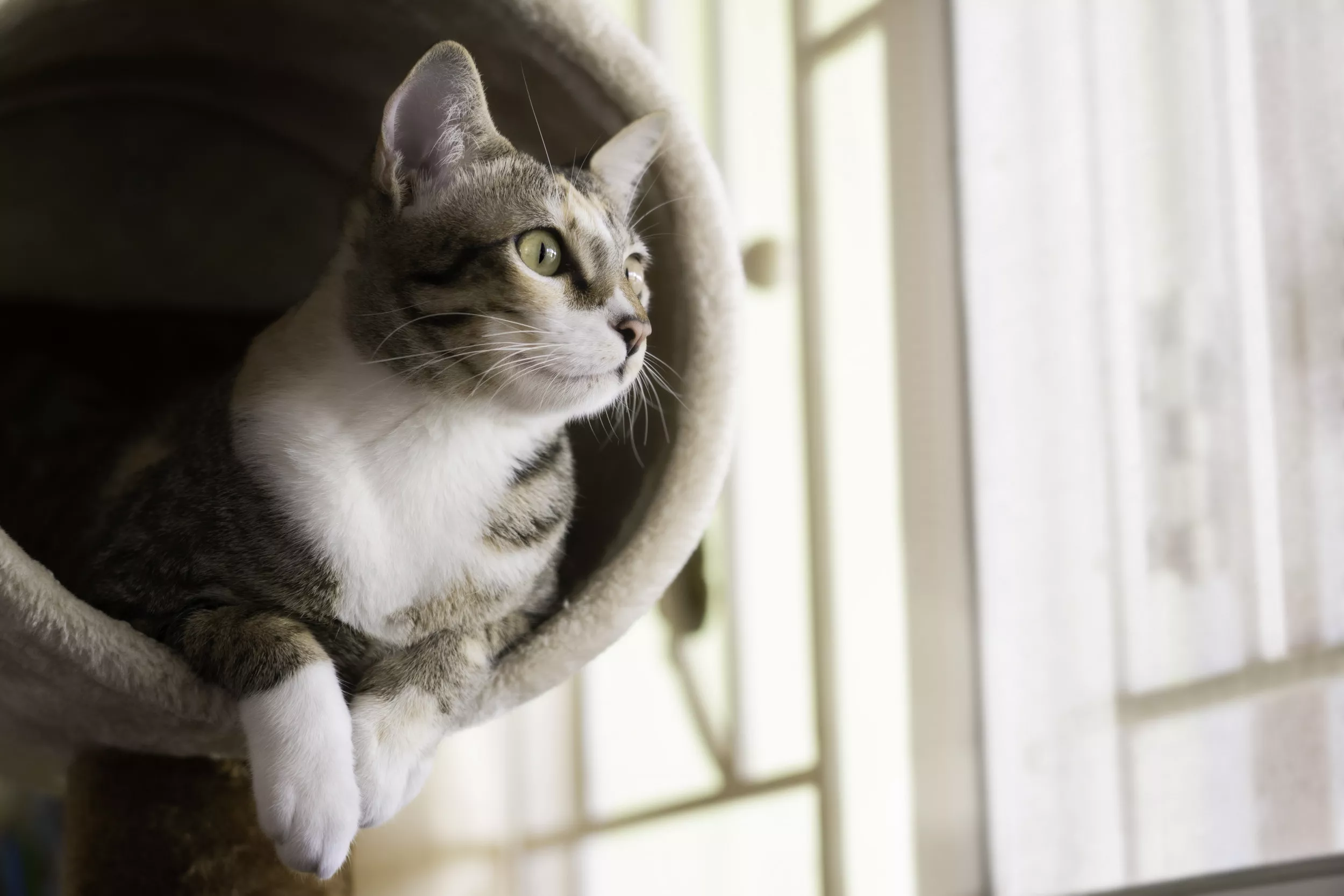Cat's Obsession With 'Emotional Support' Jars of Cinnamon Melts Hearts - Vimarsana News