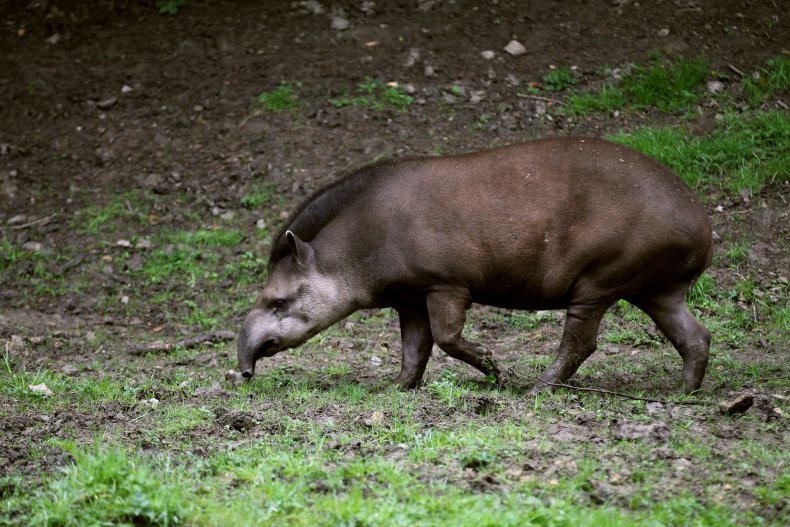 Ukrainian Zoo Worker Drives Rare Tapirs to Safety in Viral Video