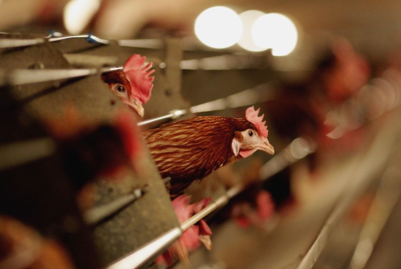 Bird Flu Leads 22 Million Animals Culled