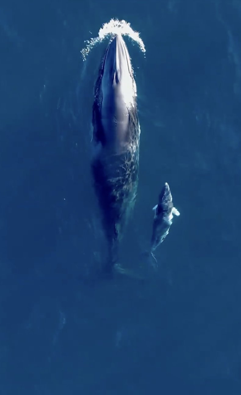 Dwarf Mike Whale