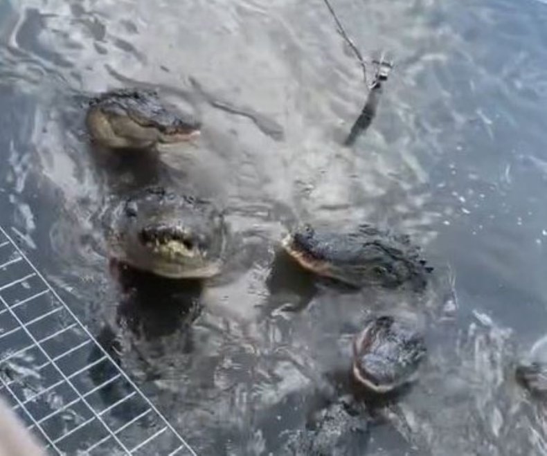 Alligators