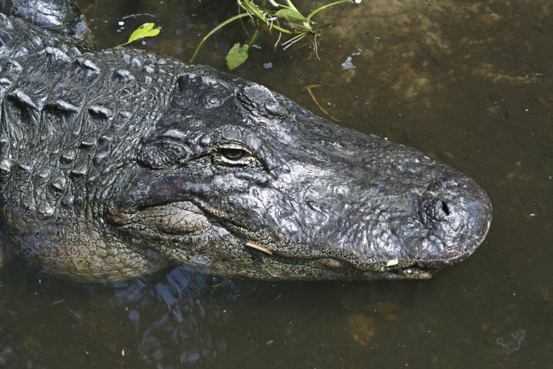 Alligators