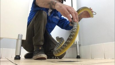 snake in toilet