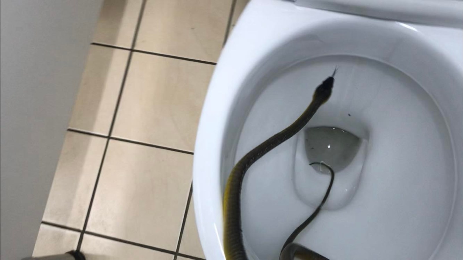 https://d.newsweek.com/en/full/2014720/snake-toilet.jpg?w=1600&h=900&q=88&f=59325b5bcd507042b21805e1ca33e8db