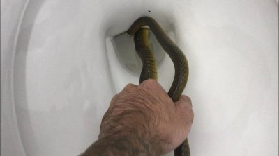 snake in toilet snake in toilet
