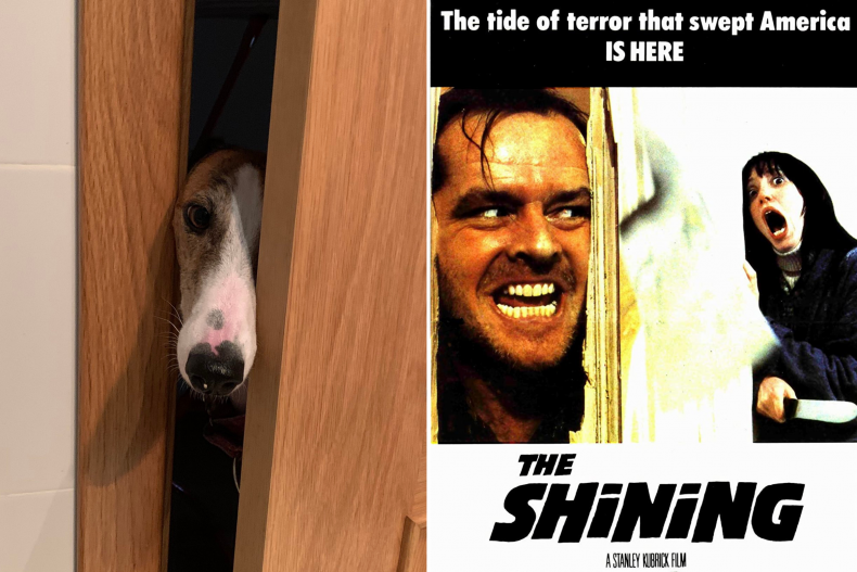 Leia the dog recreates The Shining