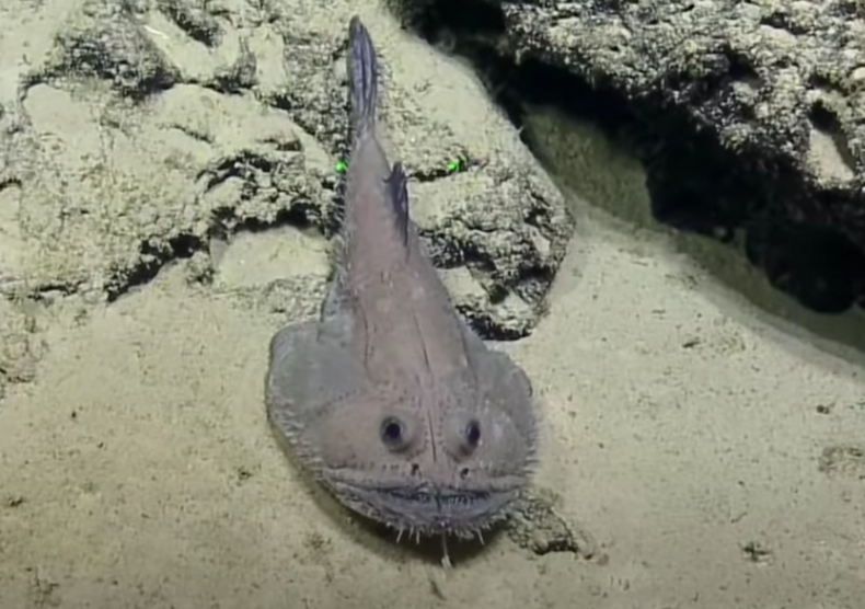 anglerfish