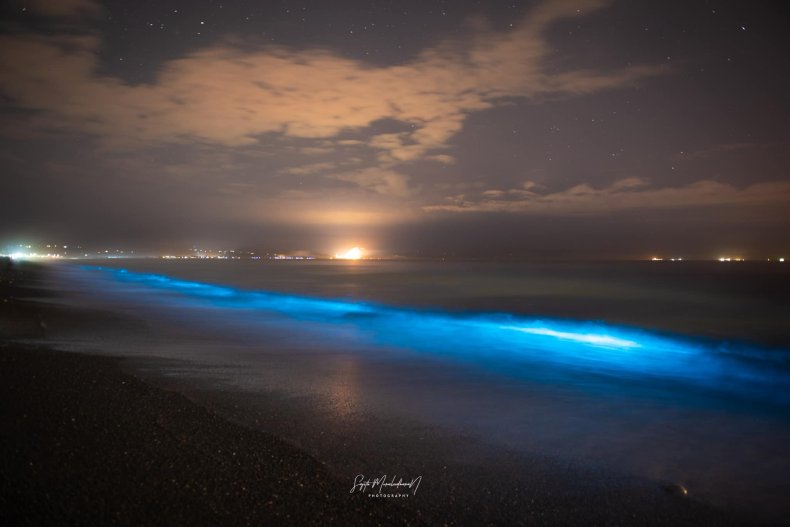 Bioluminescence